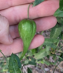 Funastrum cynanchoides