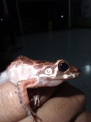 Pulchrana baramica