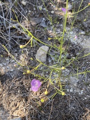 Agalinis edwardsiana