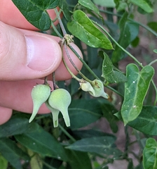 Funastrum cynanchoides