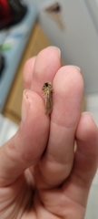 Acrolophus walsinghami