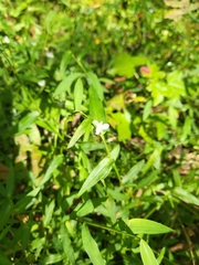 Murdannia keisak