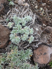 Oxytropis czukotica