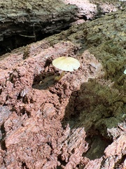 Bolbitius aleuriatus