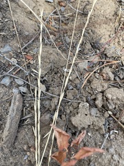 Pseudoroegneria spicata