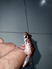 Pulchrana baramica