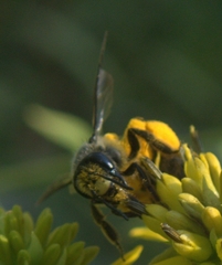 Andrena aliciae