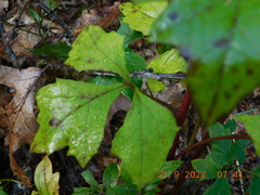 Nabalus trifoliolatus