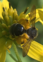 Andrena aliciae