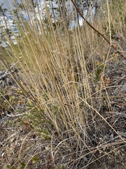 Pseudoroegneria spicata