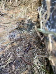 Lumbricus terrestris