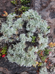 Oxytropis czukotica