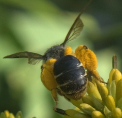 Andrena aliciae
