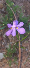Moraea bipartita