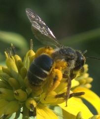 Andrena aliciae