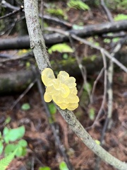 Tremella