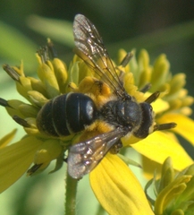 Andrena aliciae