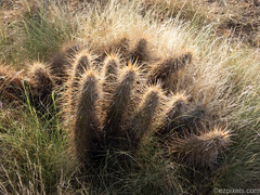 Echinocereus engelmannii engelmannii