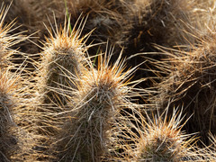 Echinocereus engelmannii engelmannii