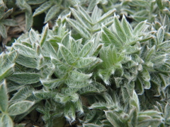 Oxytropis czukotica