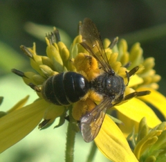 Andrena aliciae