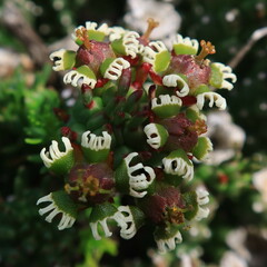 Euphorbia caput-medusae