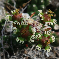 Euphorbia caput-medusae