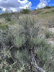 Ephedra