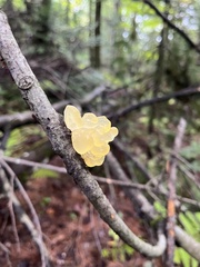 Tremella