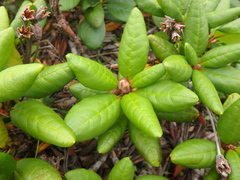 Rhododendron aureum