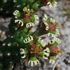 Euphorbia caput-medusae