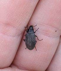 Bothrotes canaliculatus