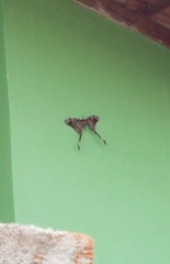 Copiopteryx