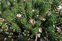 Euphorbia caput-medusae