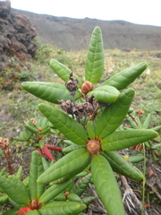 Rhododendron aureum