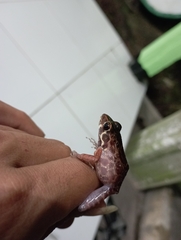 Pulchrana baramica