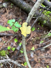 Tremella
