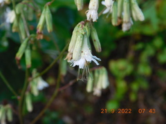 Nabalus trifoliolatus