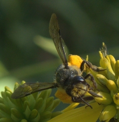 Andrena aliciae