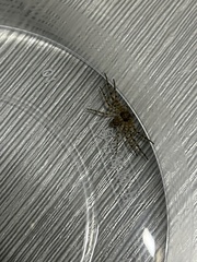 Philodromus spinitarsis