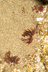 Anthopleura