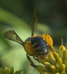 Andrena aliciae