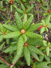 Rhododendron aureum