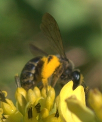 Andrena aliciae