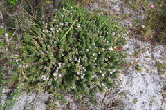Euphorbia caput-medusae