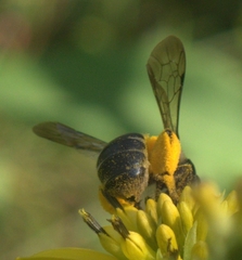 Andrena aliciae