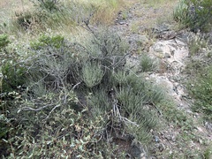 Ephedra