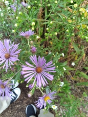 Symphyotrichum oblongifolium