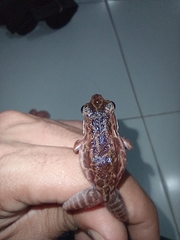 Pulchrana baramica