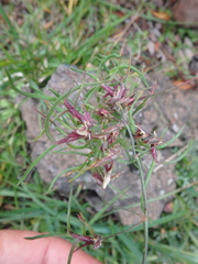 Poa